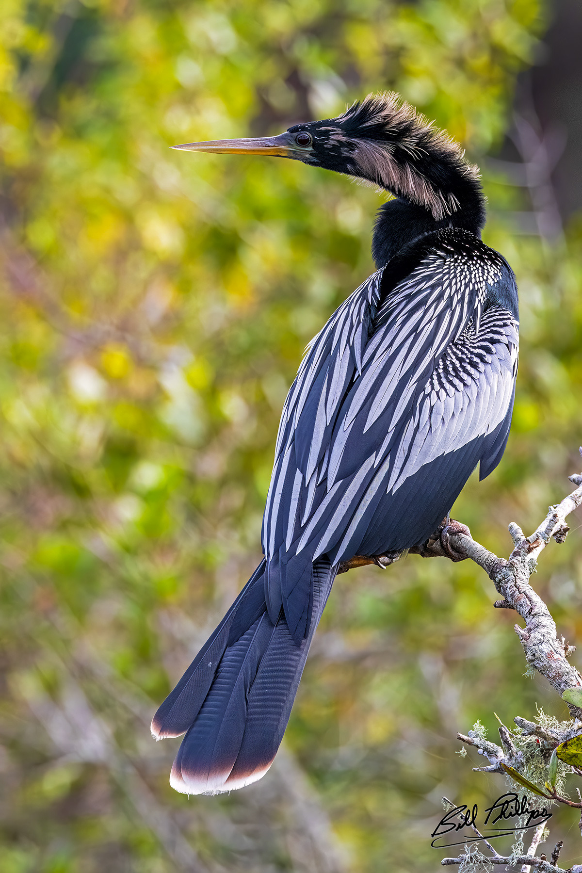 AH4_Anhinga