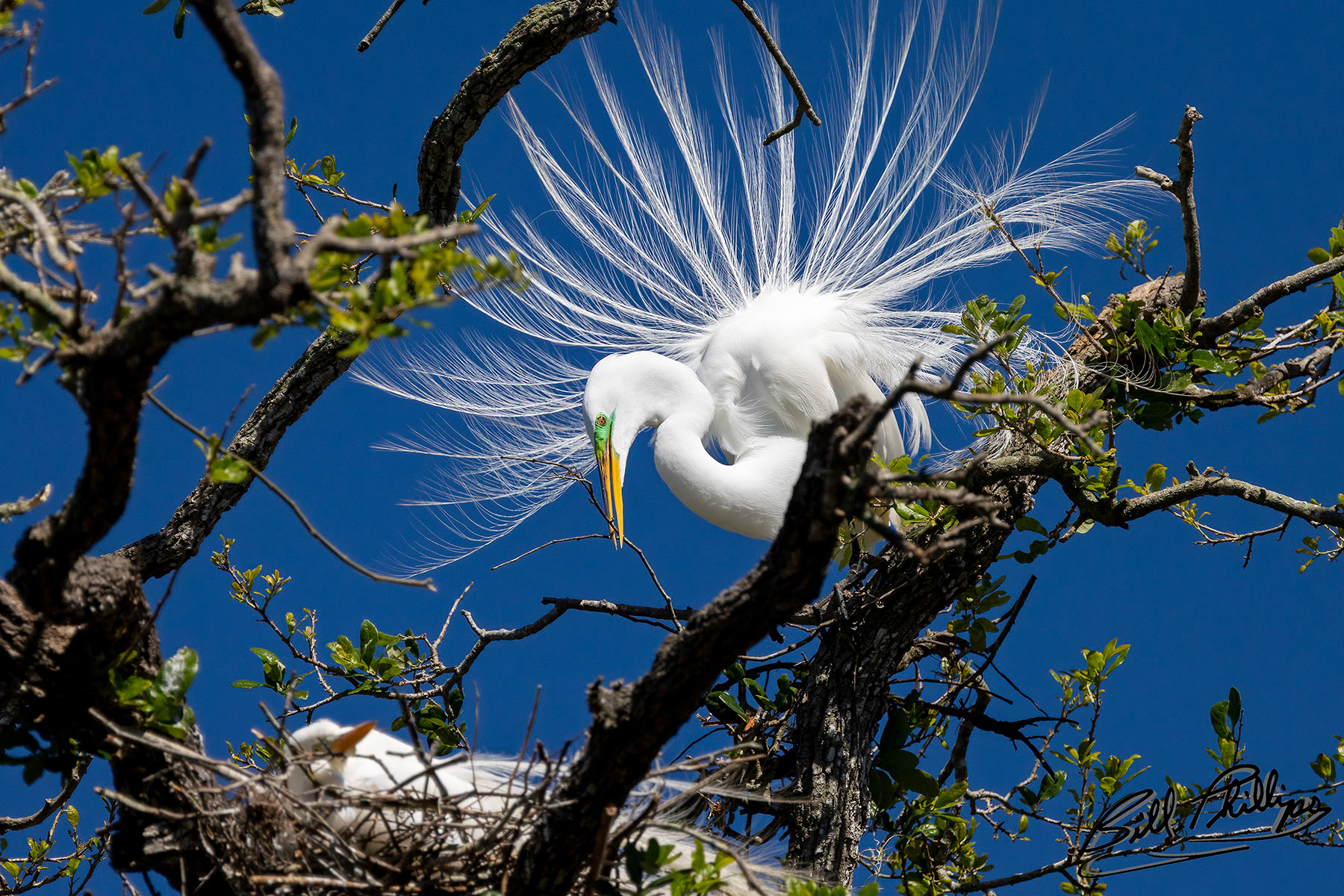 GE18_Great Egret