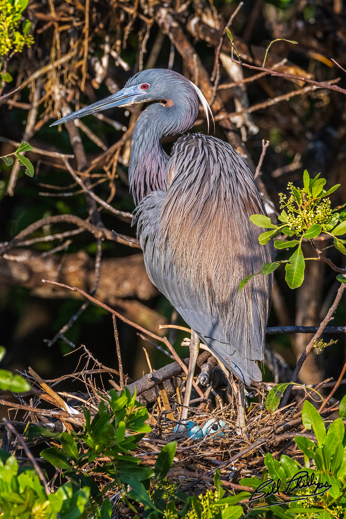 TCH12_Tricolored Heron