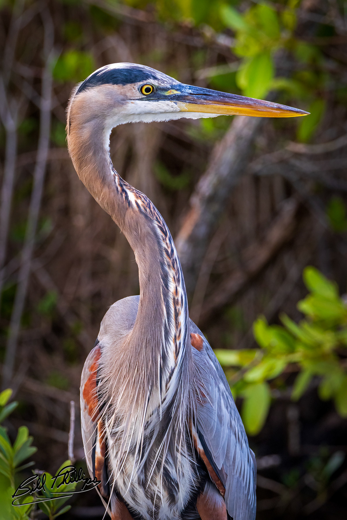 GBH3_Great Blue Heron
