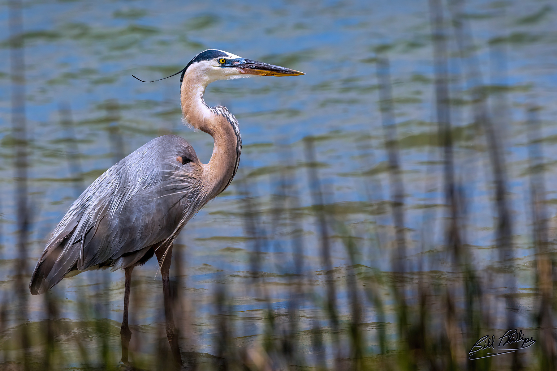 GBH13_Great Blue Heron