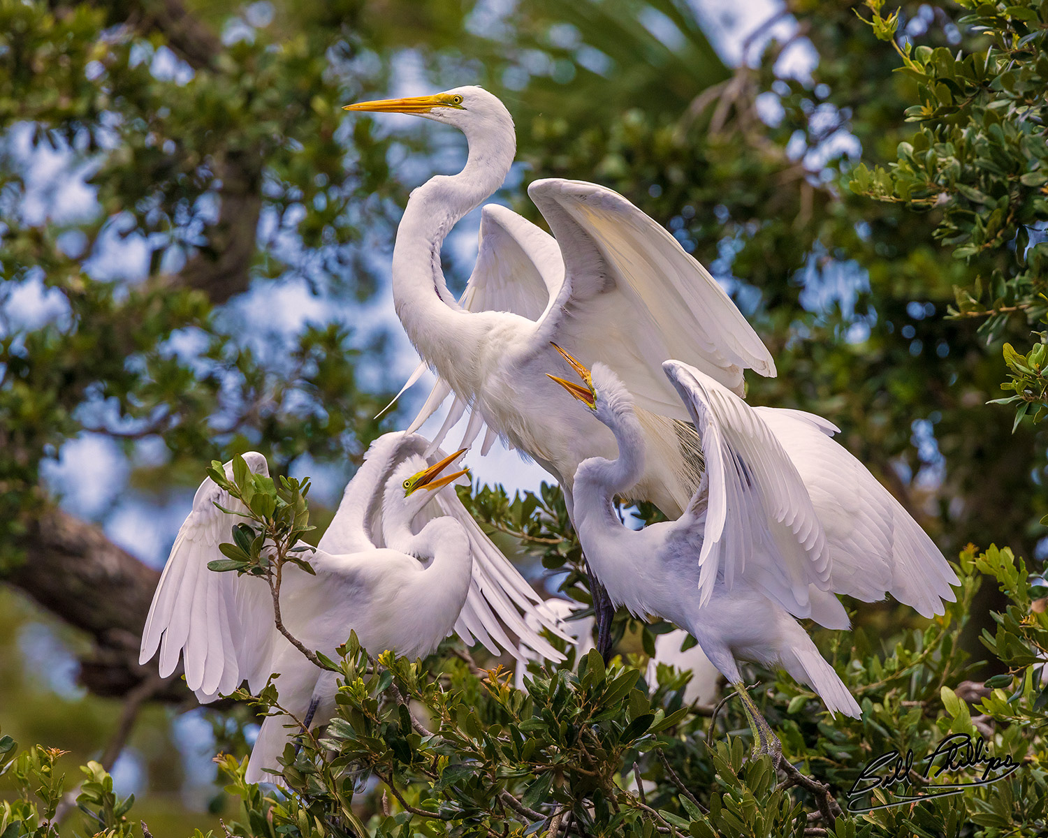 GE11_Great Egret
