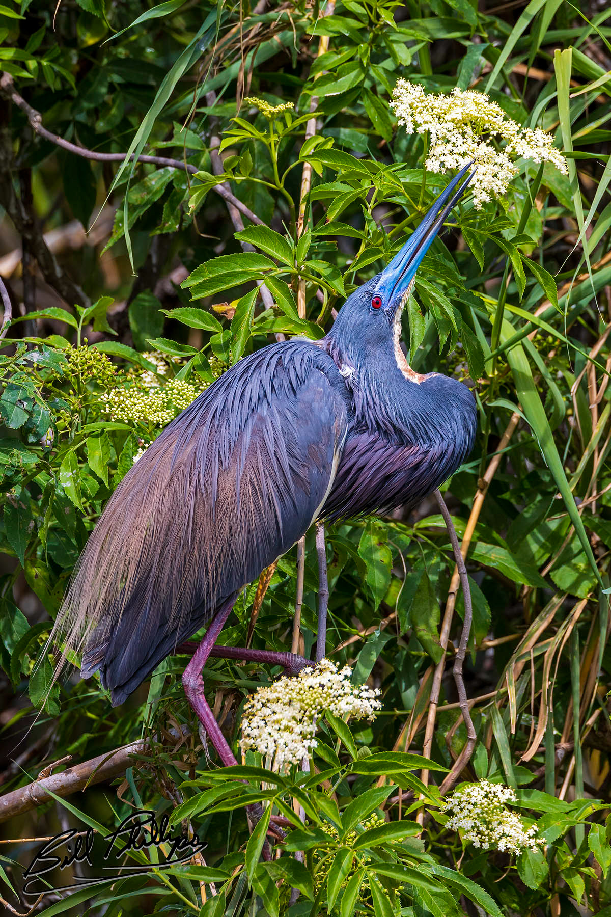 TCH13_Tricolored Heron