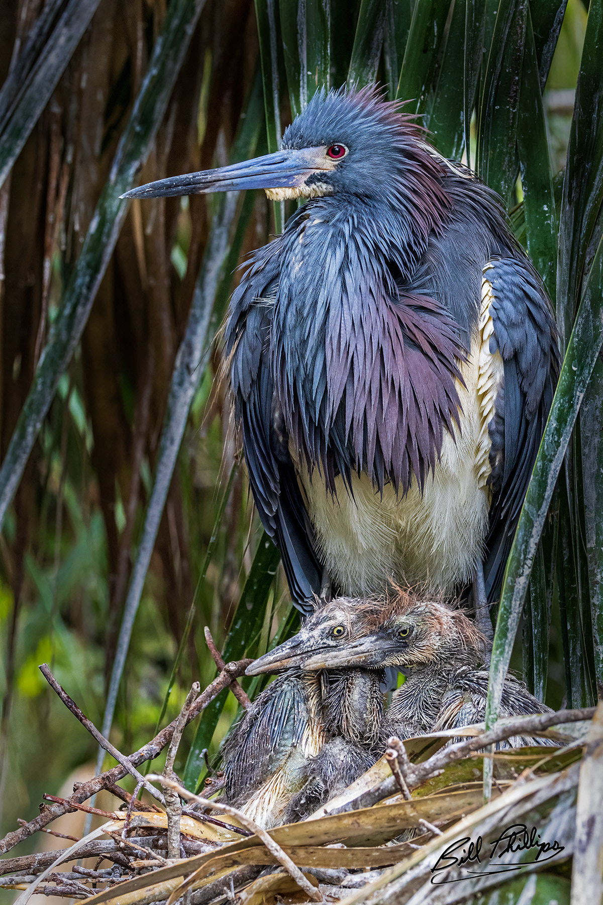 TCH10_Tricolored Heron
