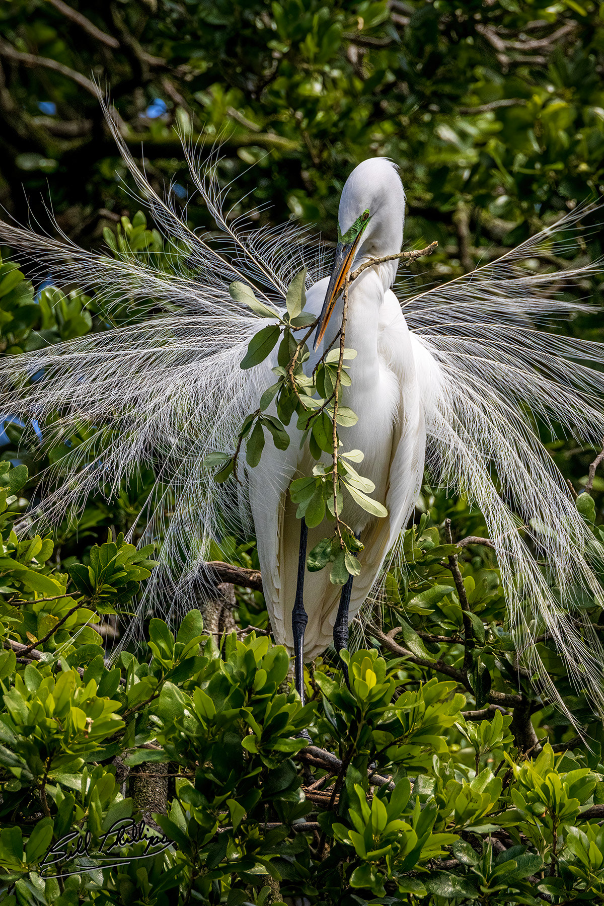GE15_Great Egret