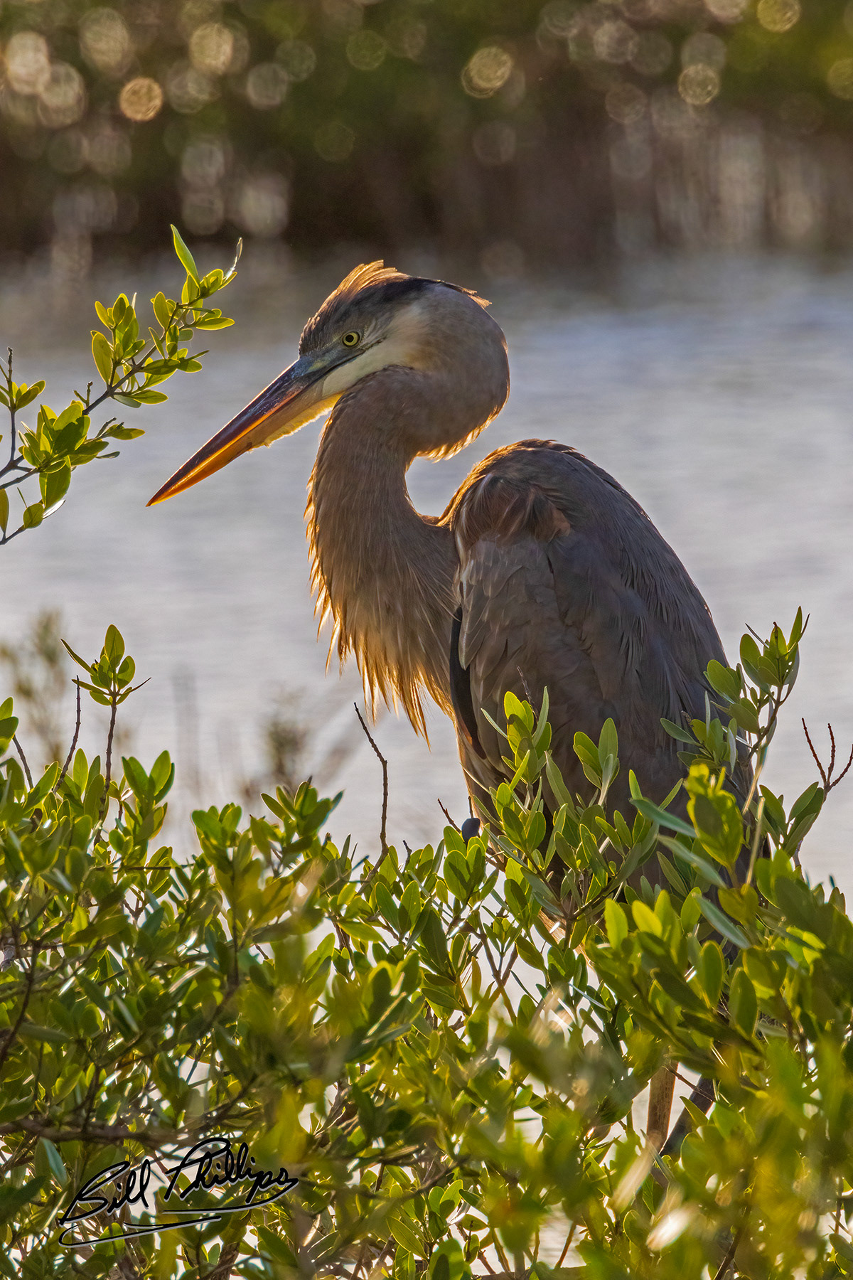 GBH22_Great Blue Heron