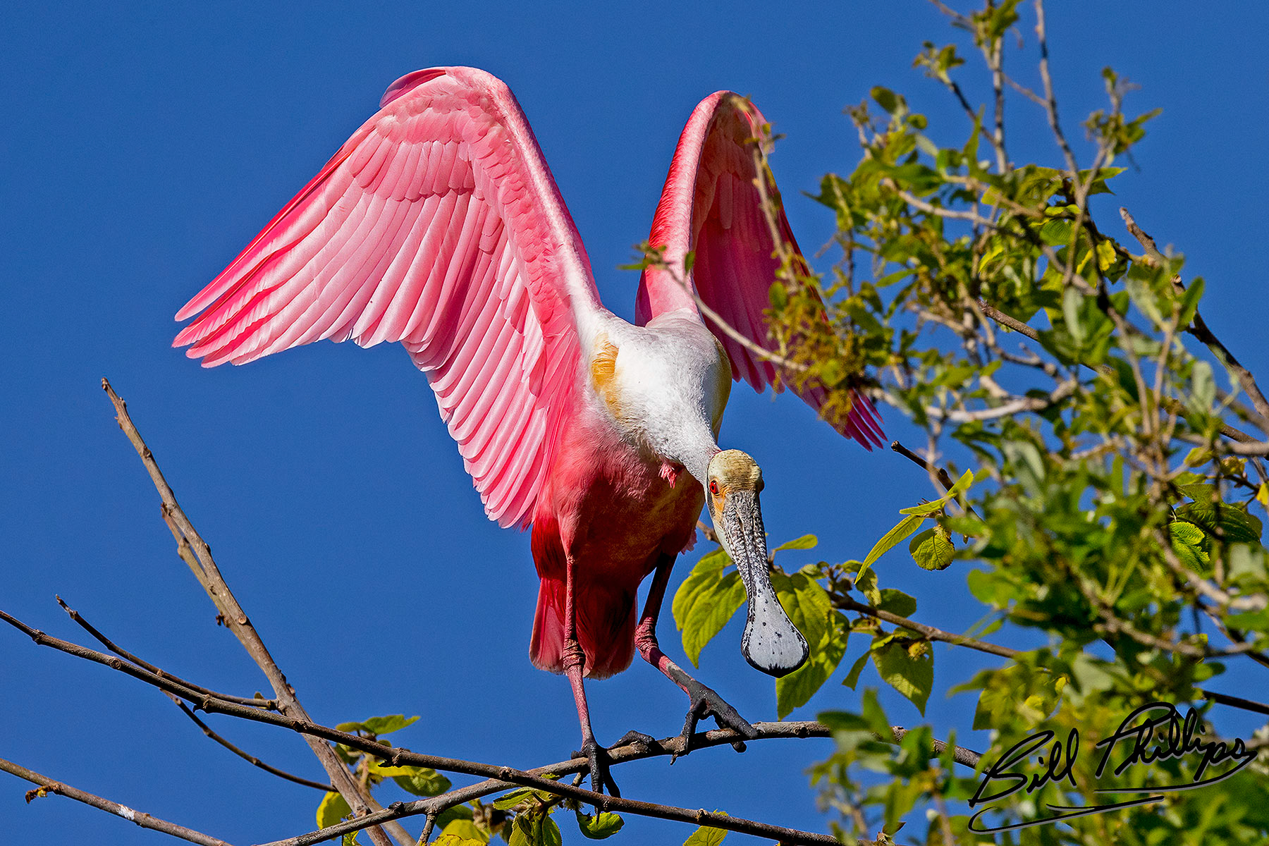 RS10_Roseate Spoonbill