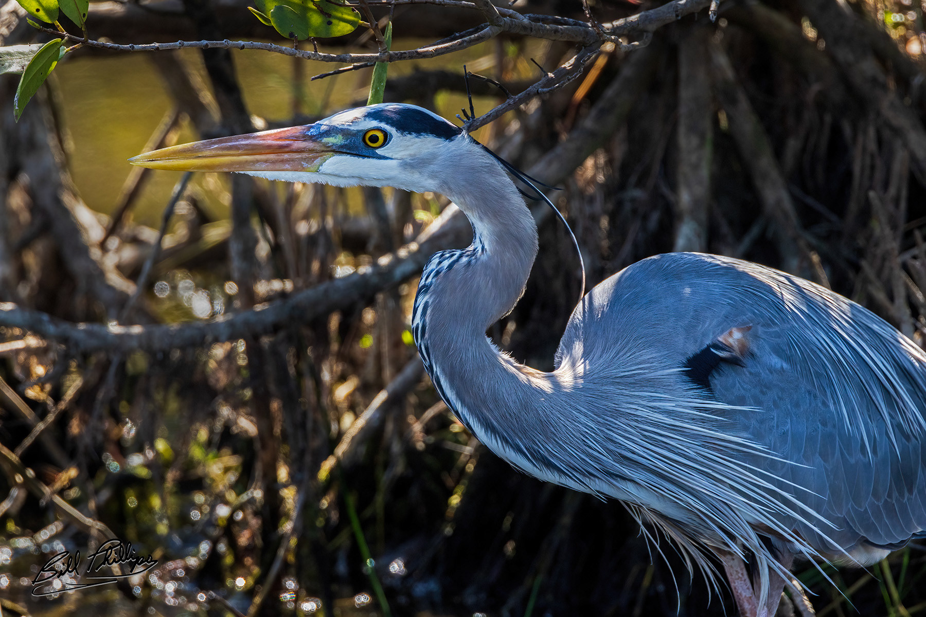 GBH2_Great Blue Heron