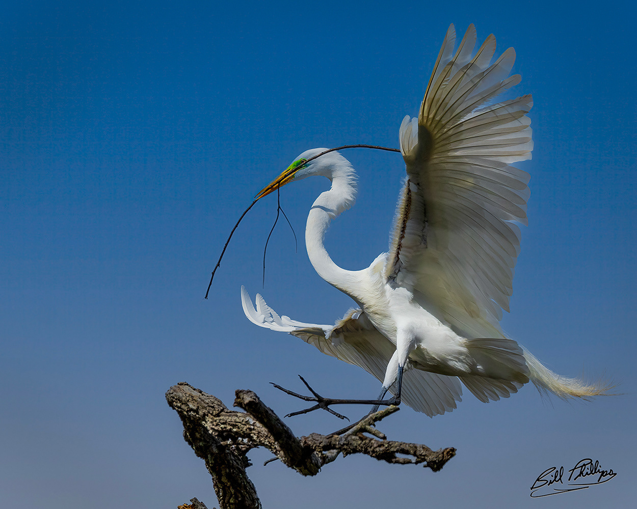 GE6_Great Egret