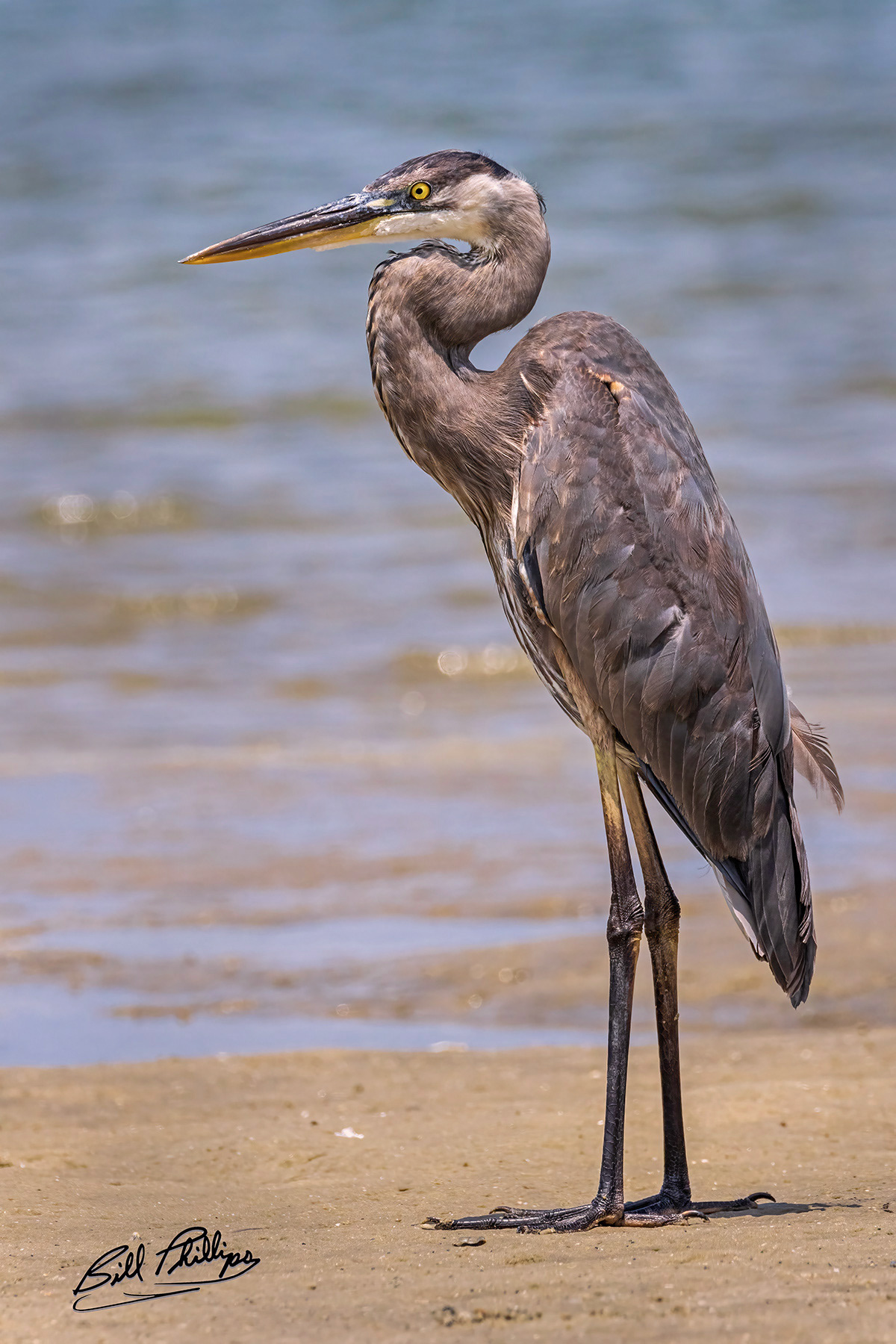 GBH12_Great Blue Heron
