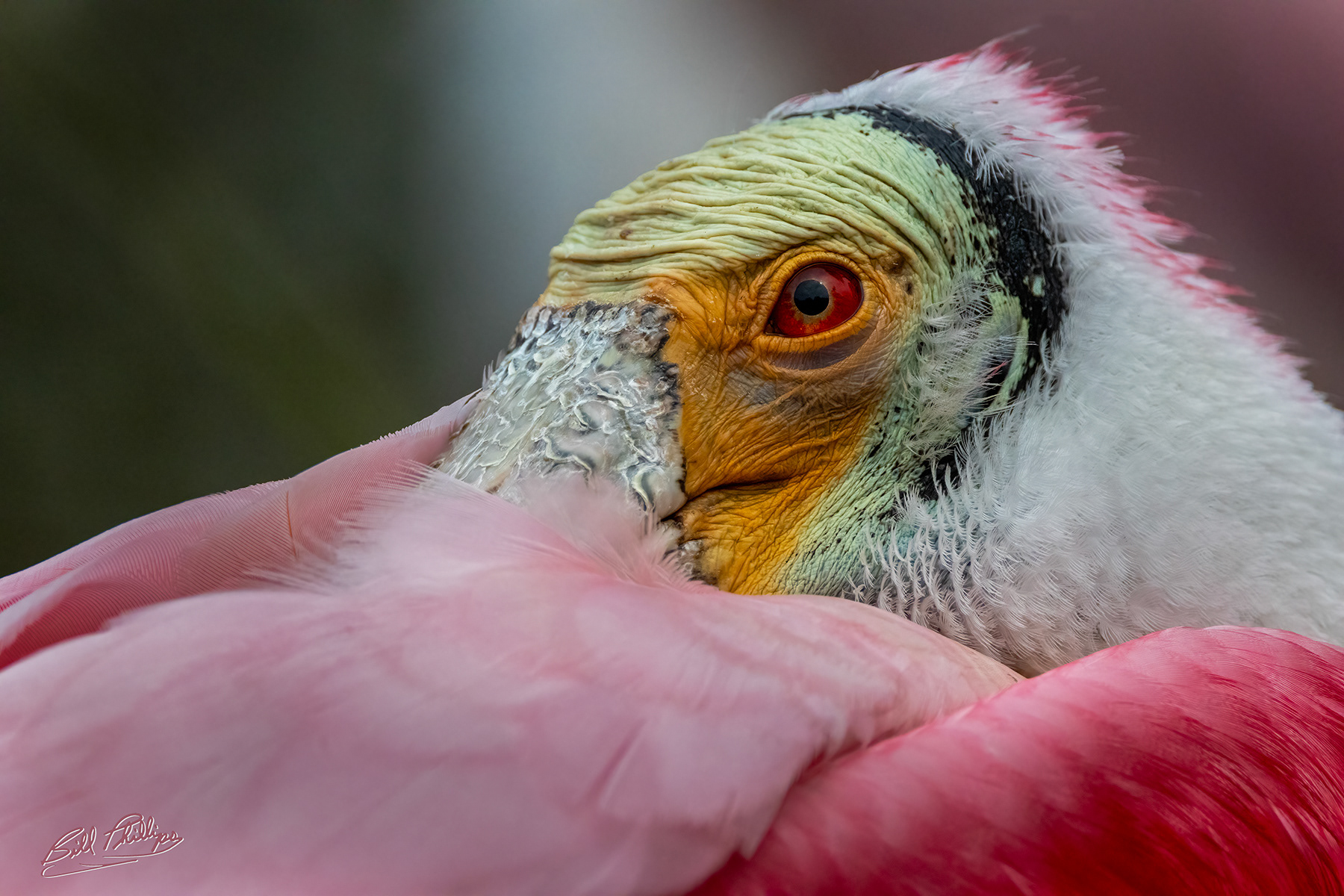 RS1_Roseate Spoonbill