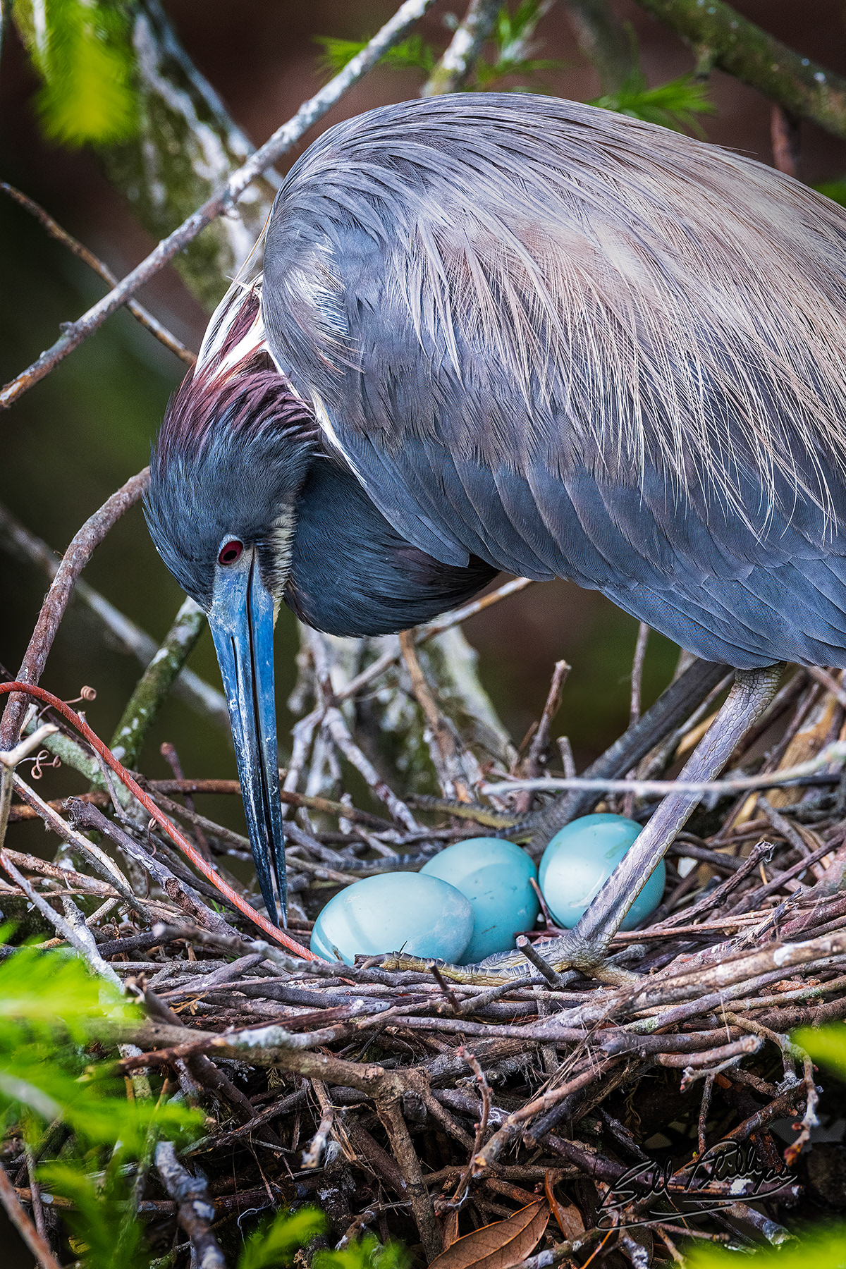 TCH16_Tricolored Heron