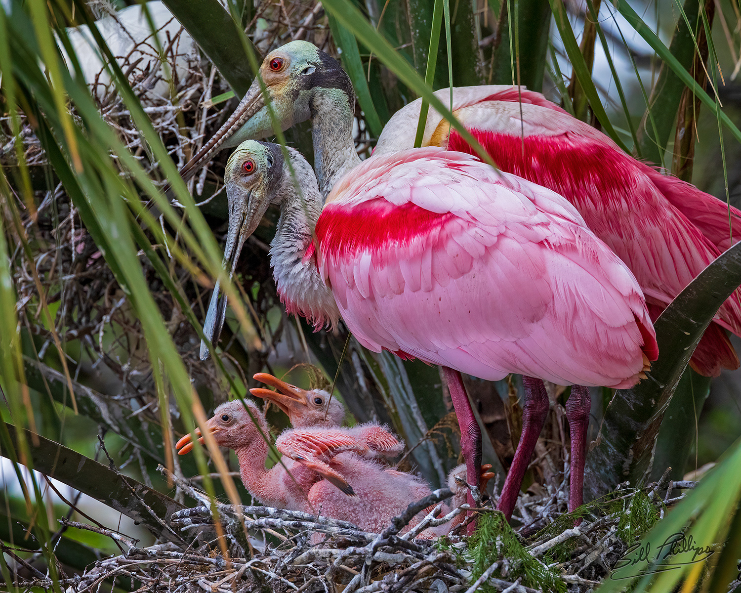 RS12_Roseate Spoonbill