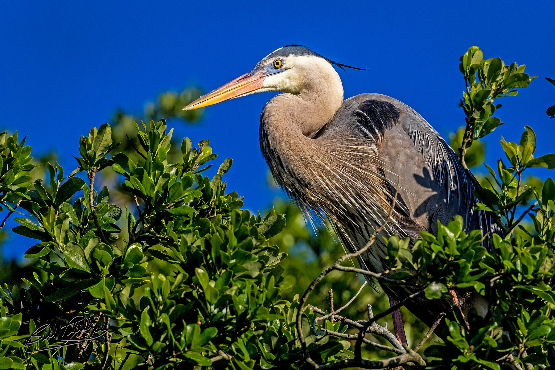 GBH1_Great Blue Heron