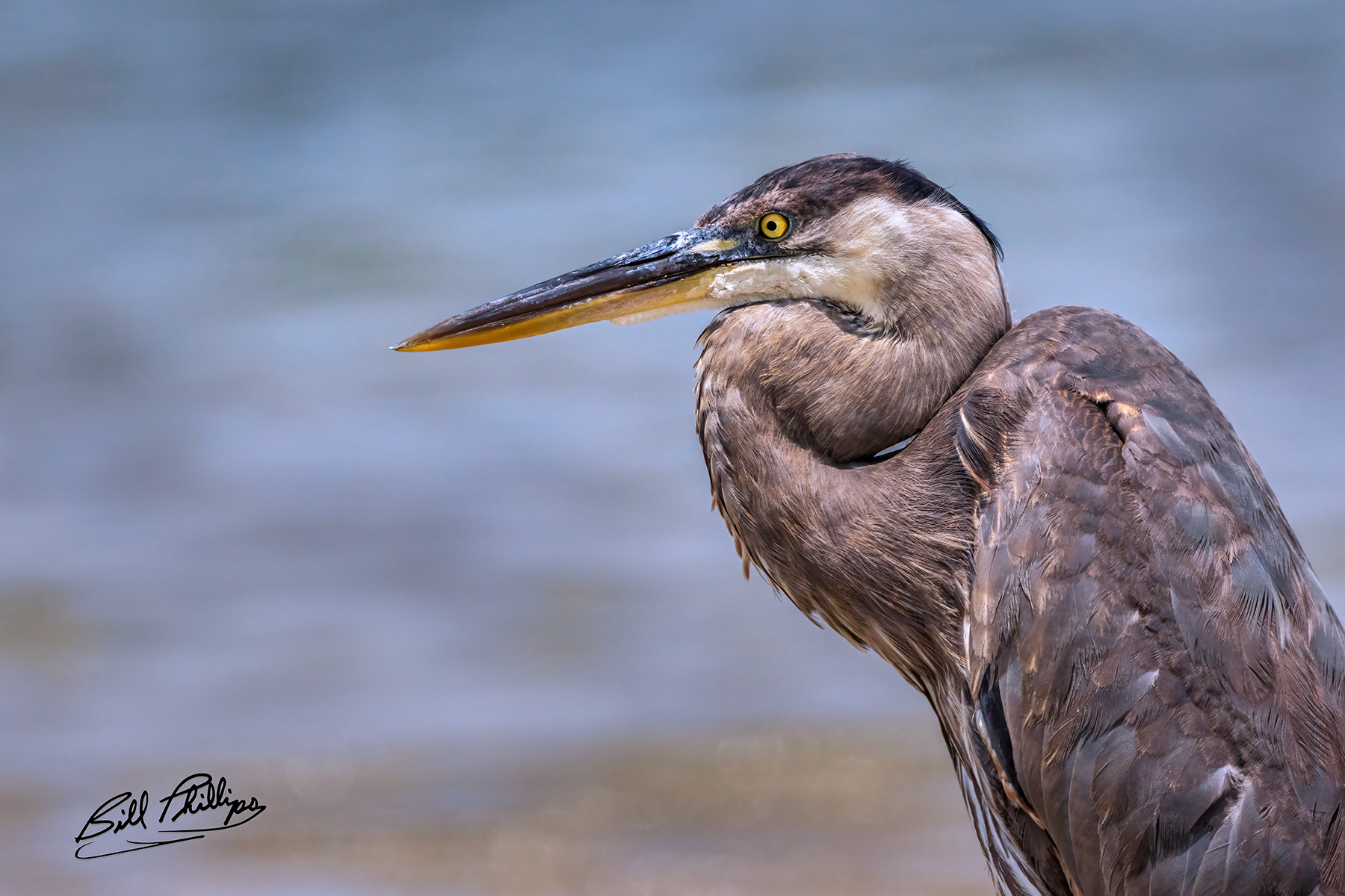 GBH14_Great Blue Heron