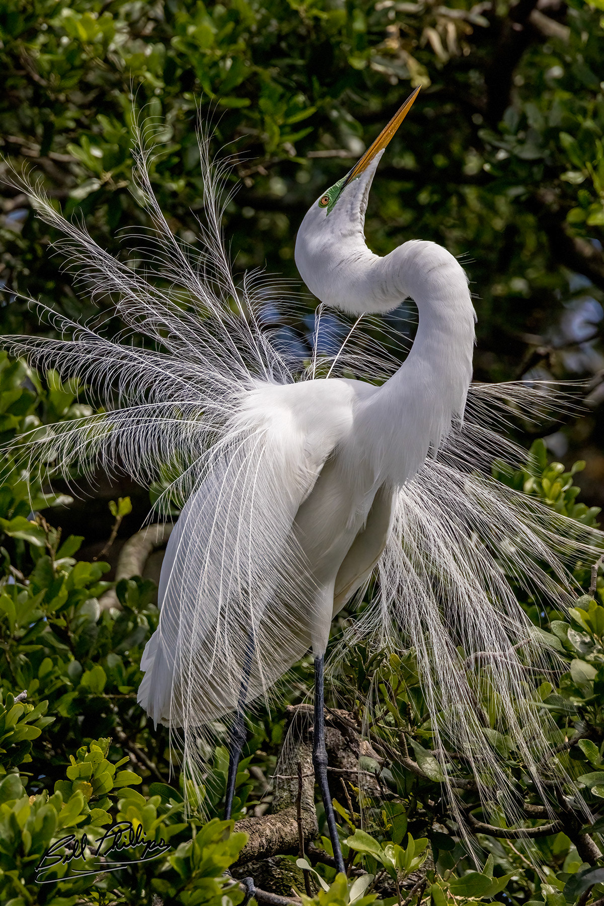 GE2_Great Egret