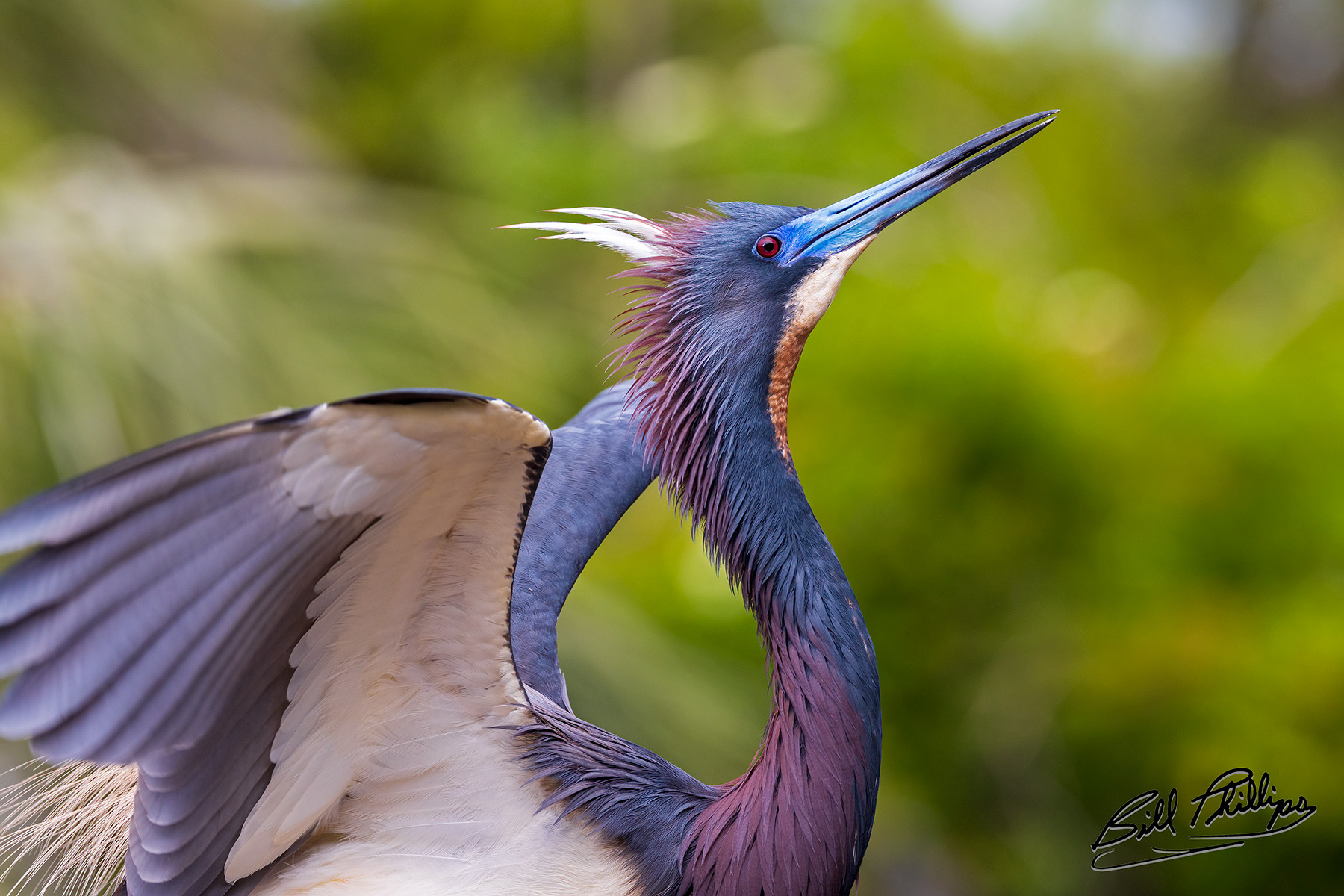 TCH8_Tricolored Heron