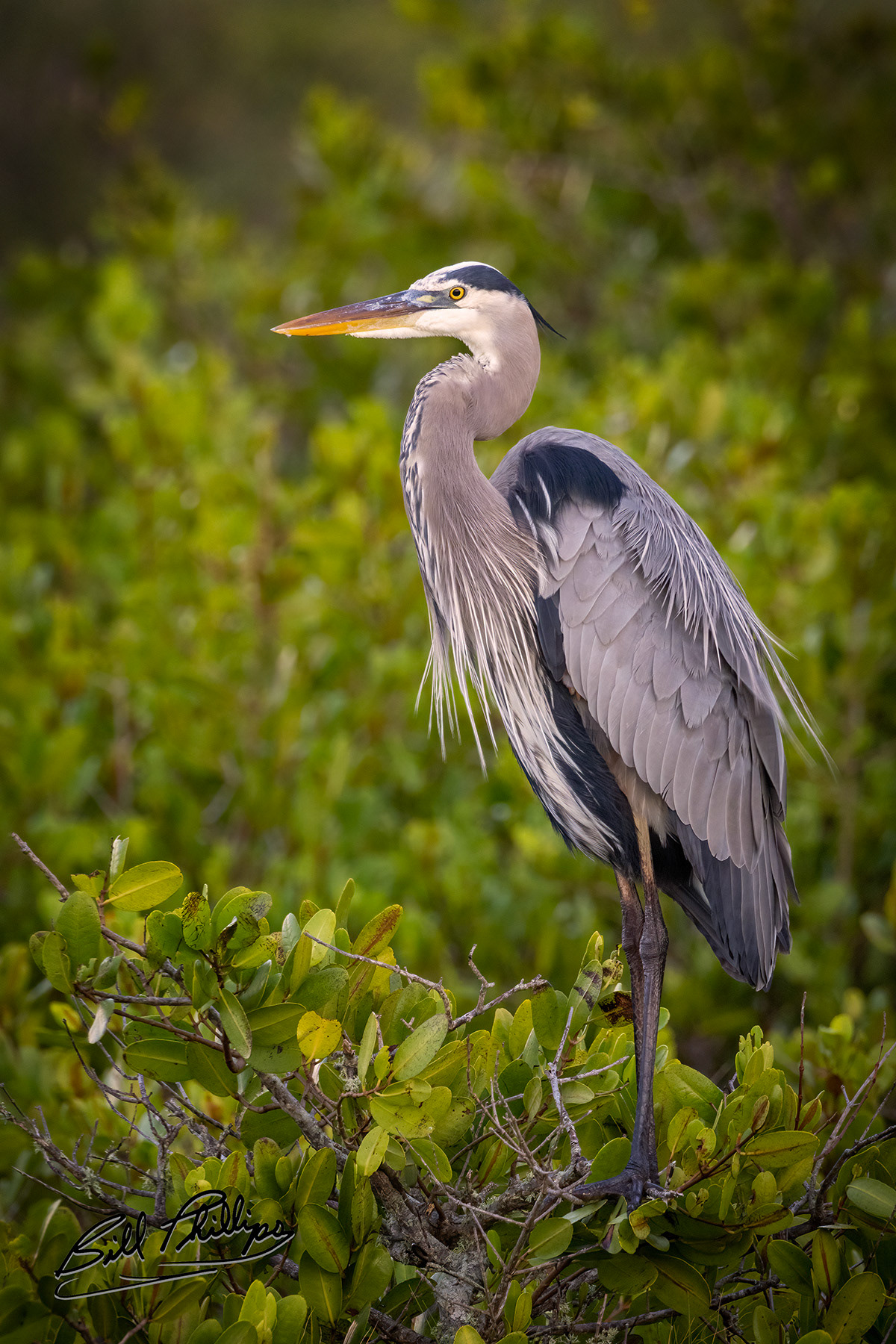 GBH4_Great Blue Heron
