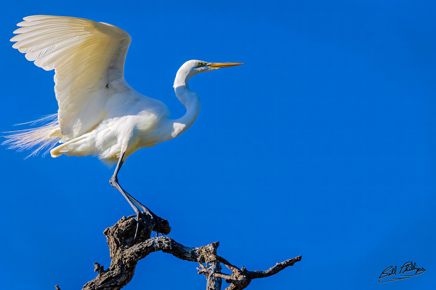 GE10_Great Egret