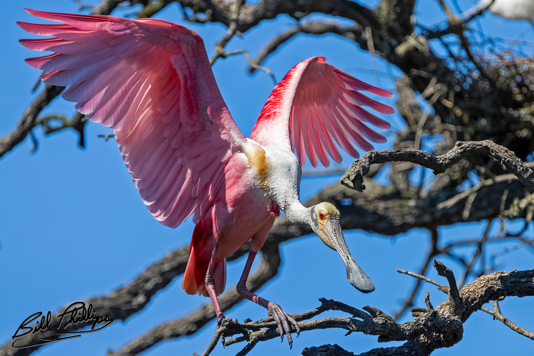 RS7_Roseate Spoonbill