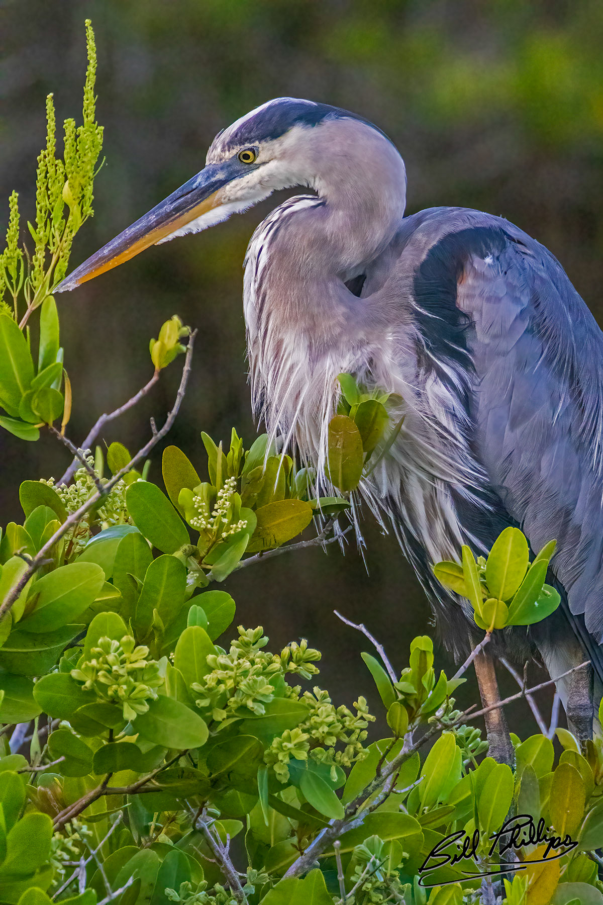 GBH21_Great Blue Heron