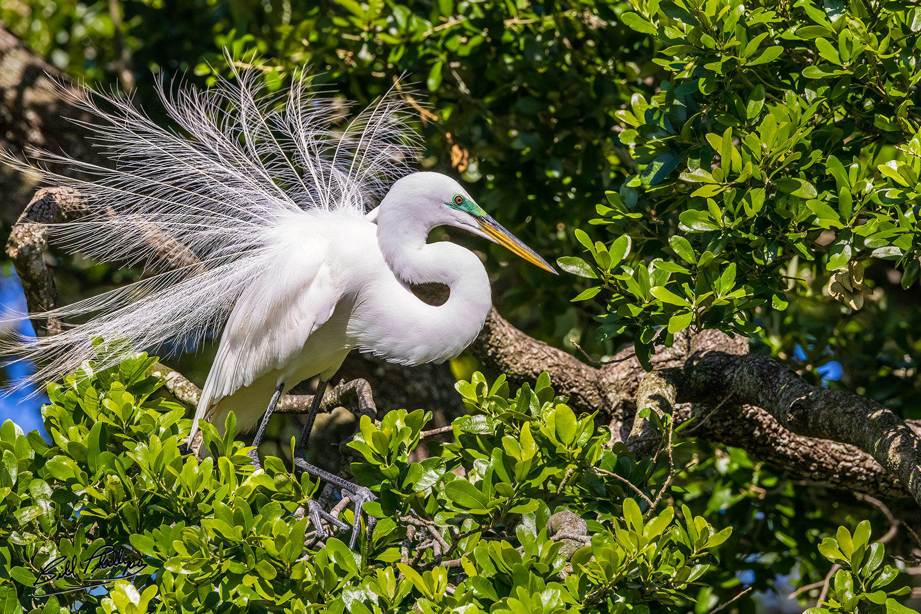 GE5_Great Egret