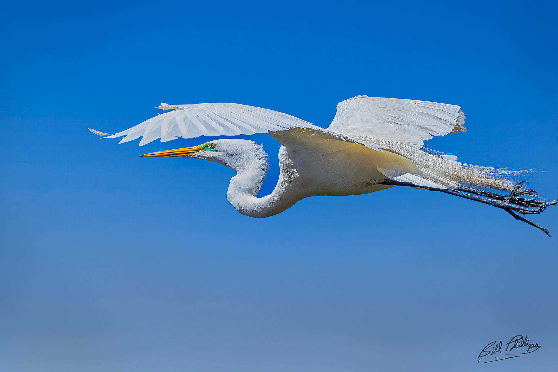GE19_Great Egret