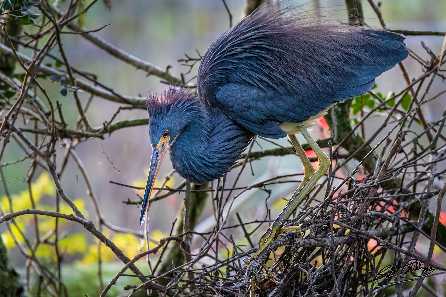 TCH7_Tricolored Heron