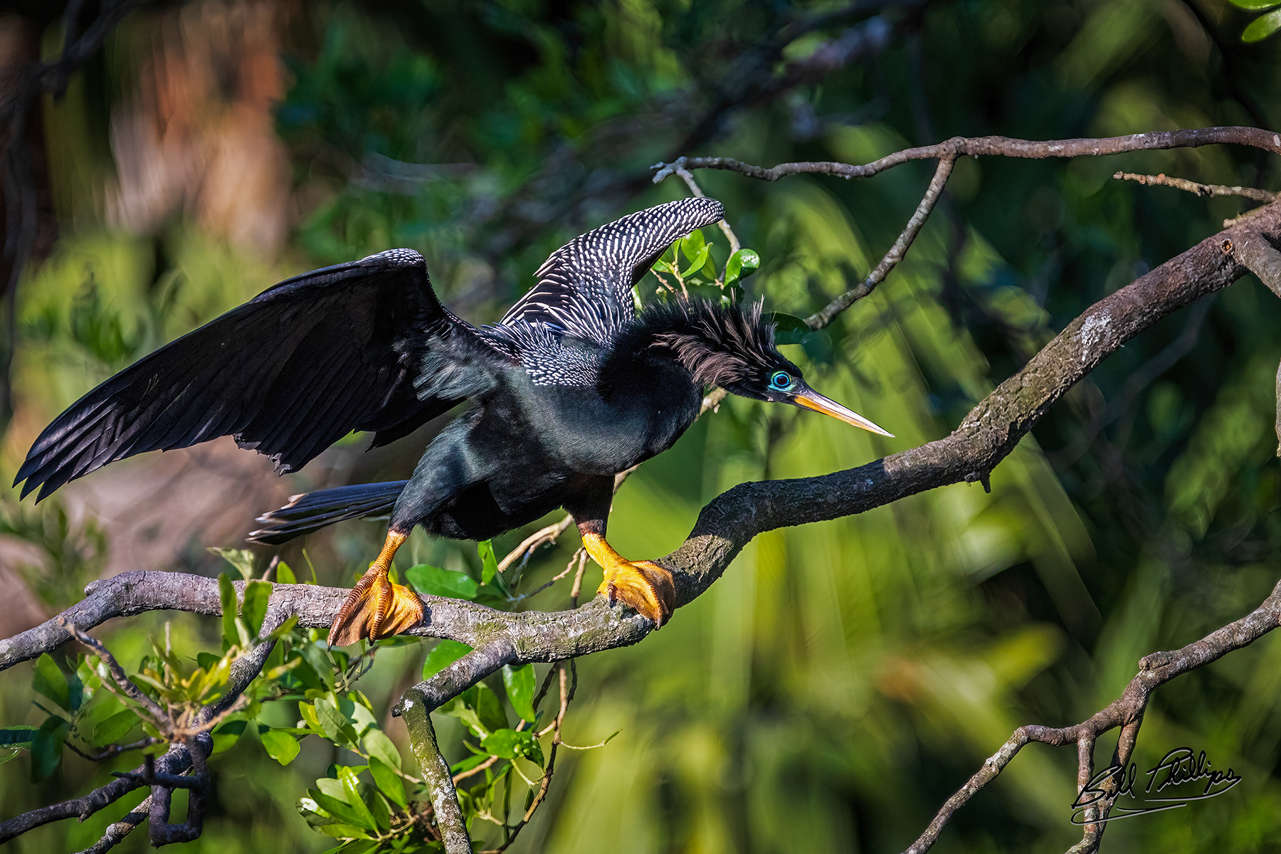 AS10_Male Anhinga
