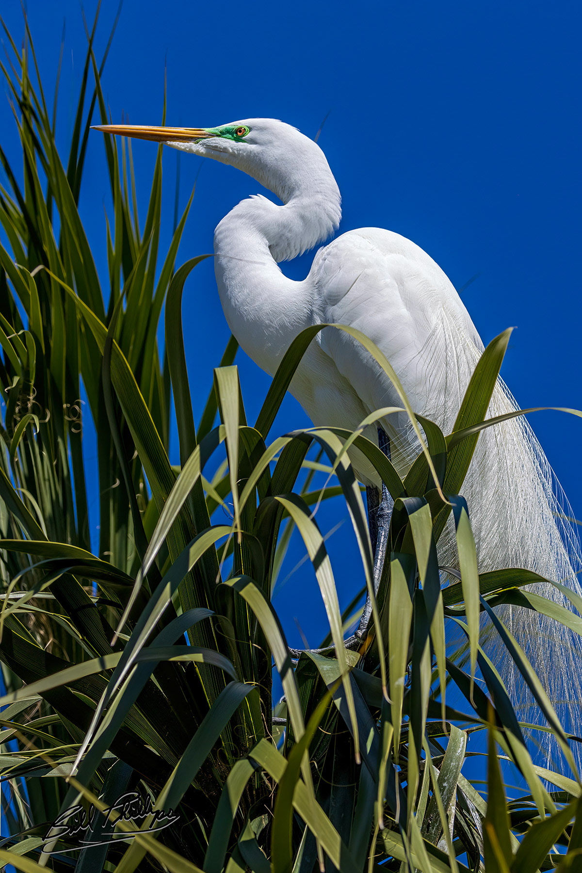 GE9_Great Egret