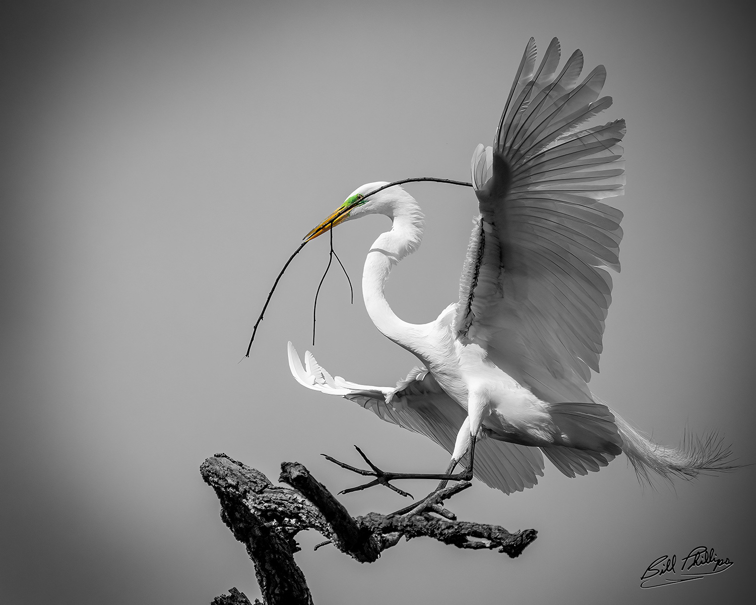 GE7_Great Egret