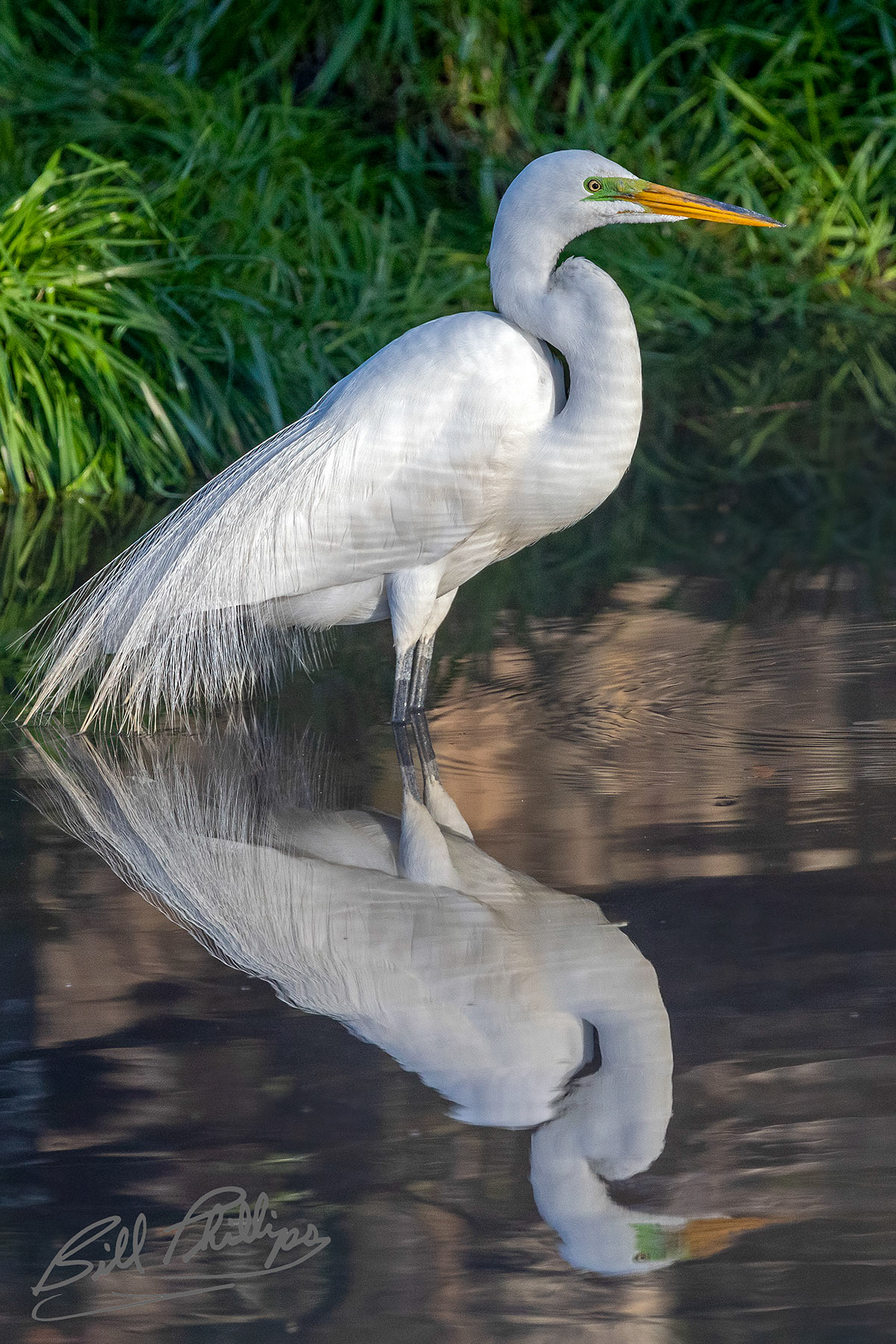 AS8_Great Egret