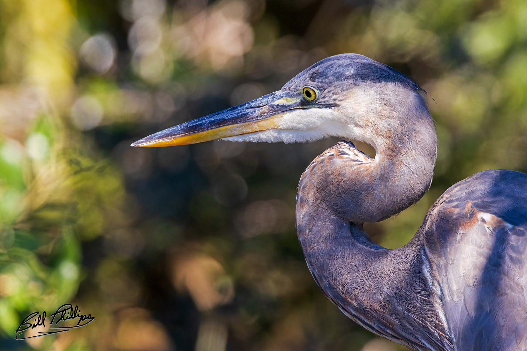 GBH7_Great Blue Heron