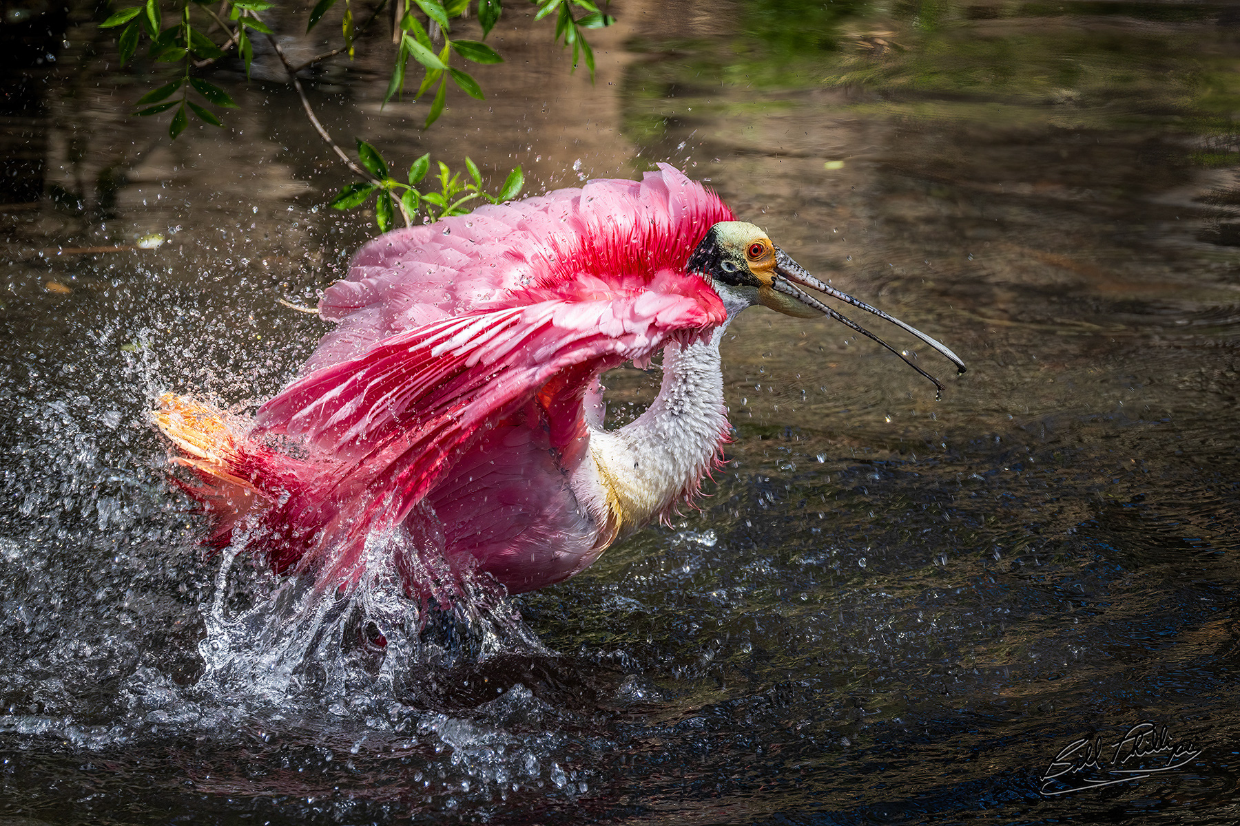RS5_Roseate Spoonbill