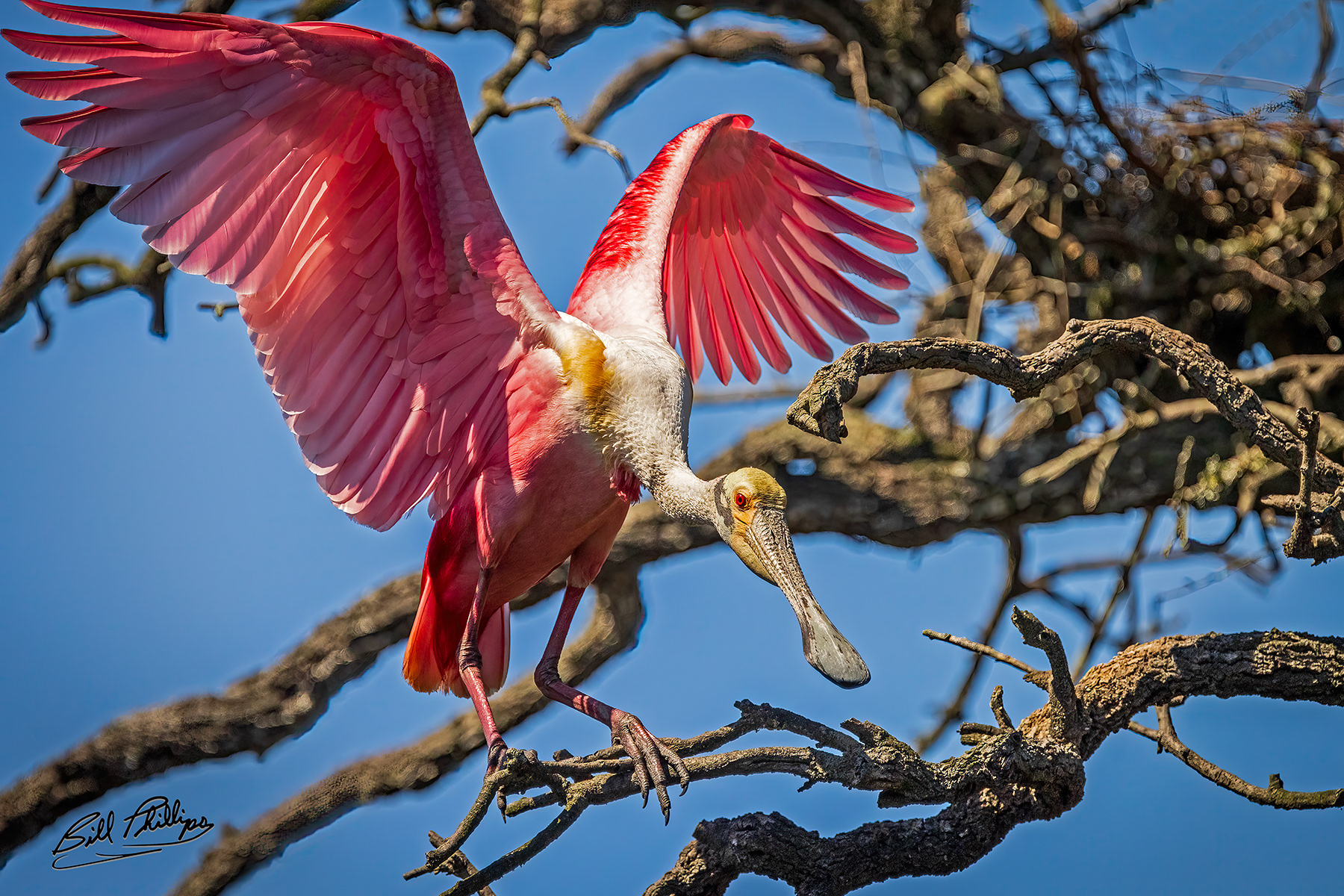 AS9_Roseate Spoonbill