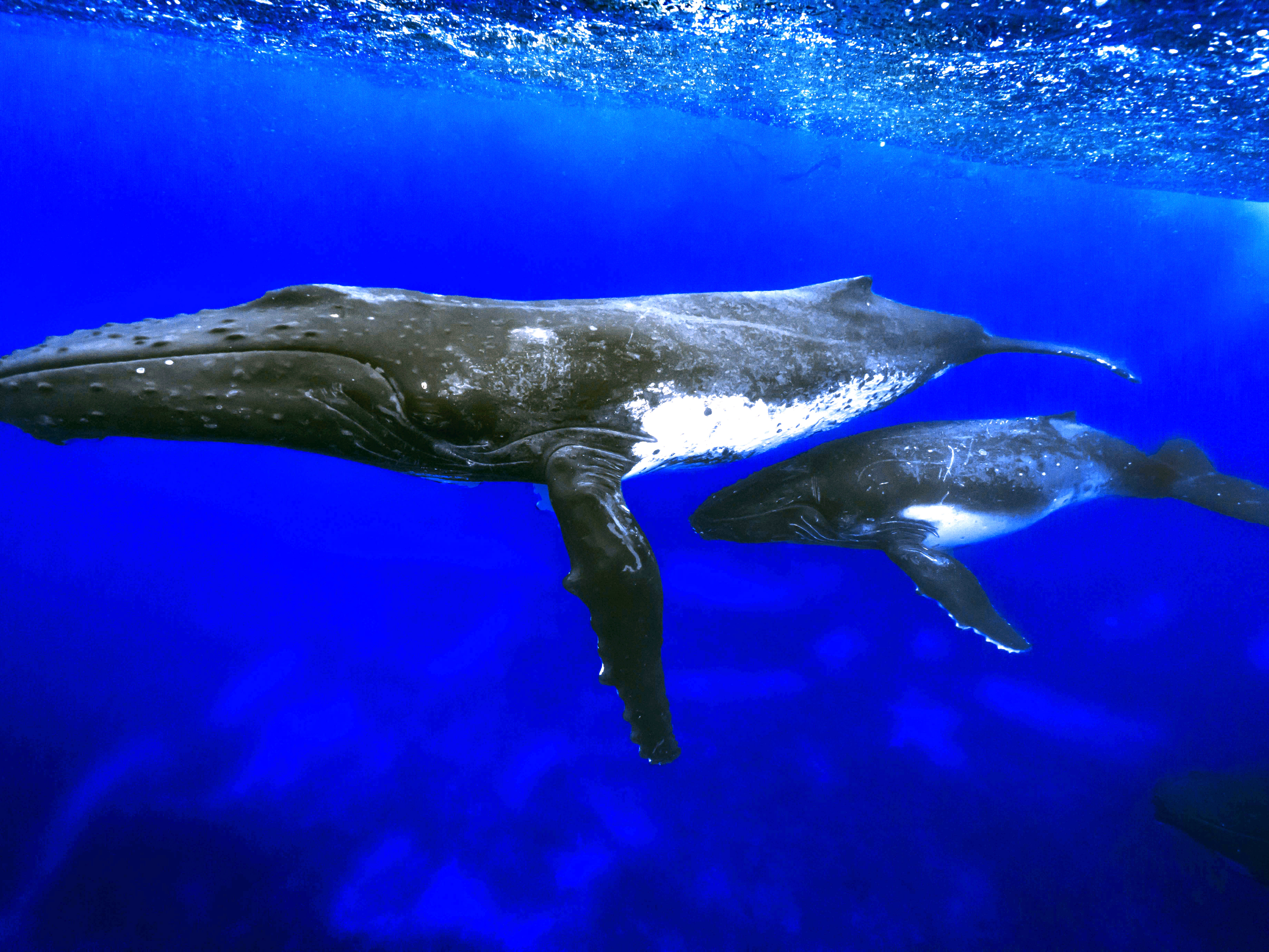 reiko takahashi - 2026年2月 ドミニカ・マッコウクジラ