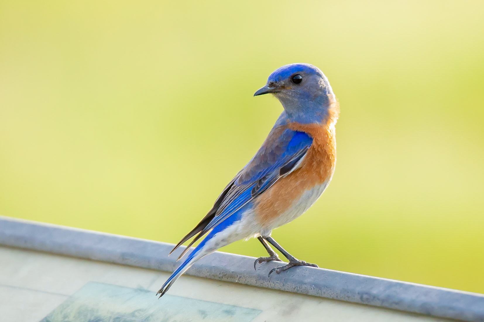 A little bird with blue &amp; brown feathers up close