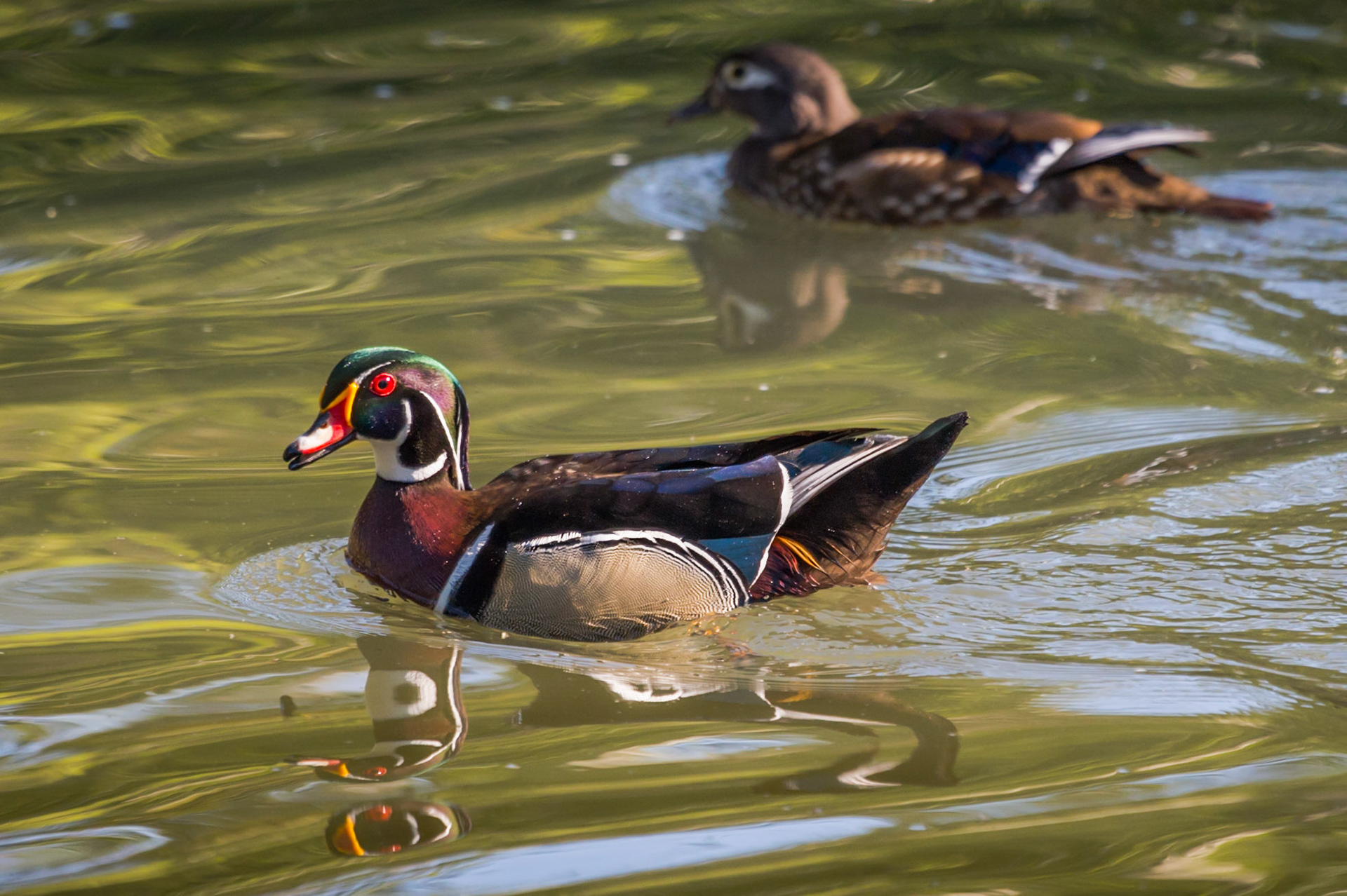 Irvine Regional Park - 2016