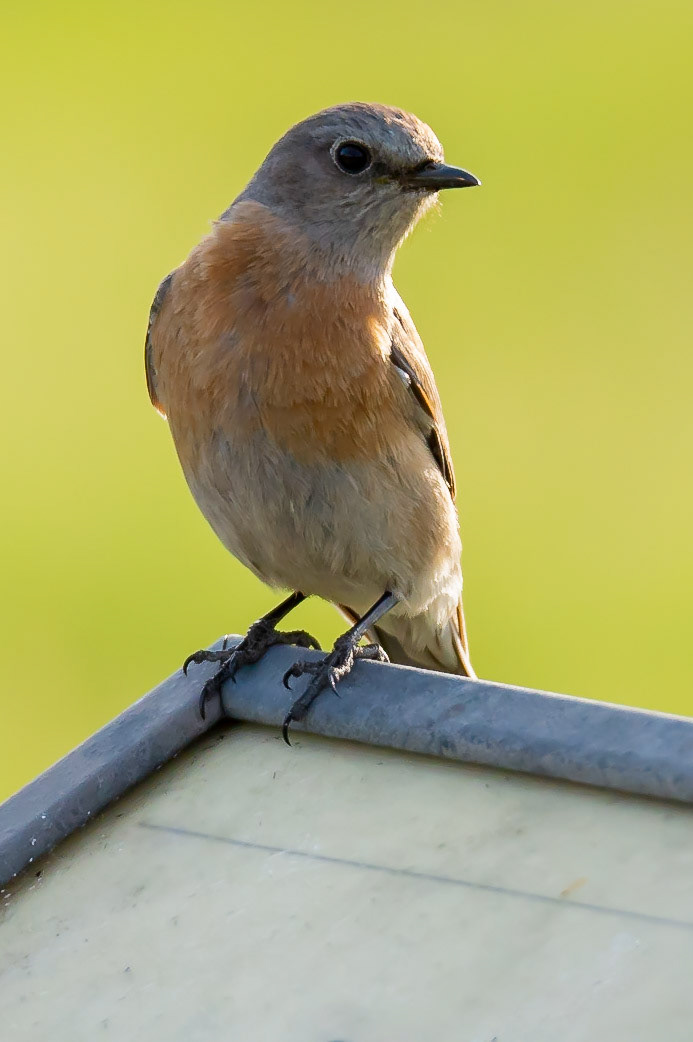 A little bird on a house ready for nesting soon