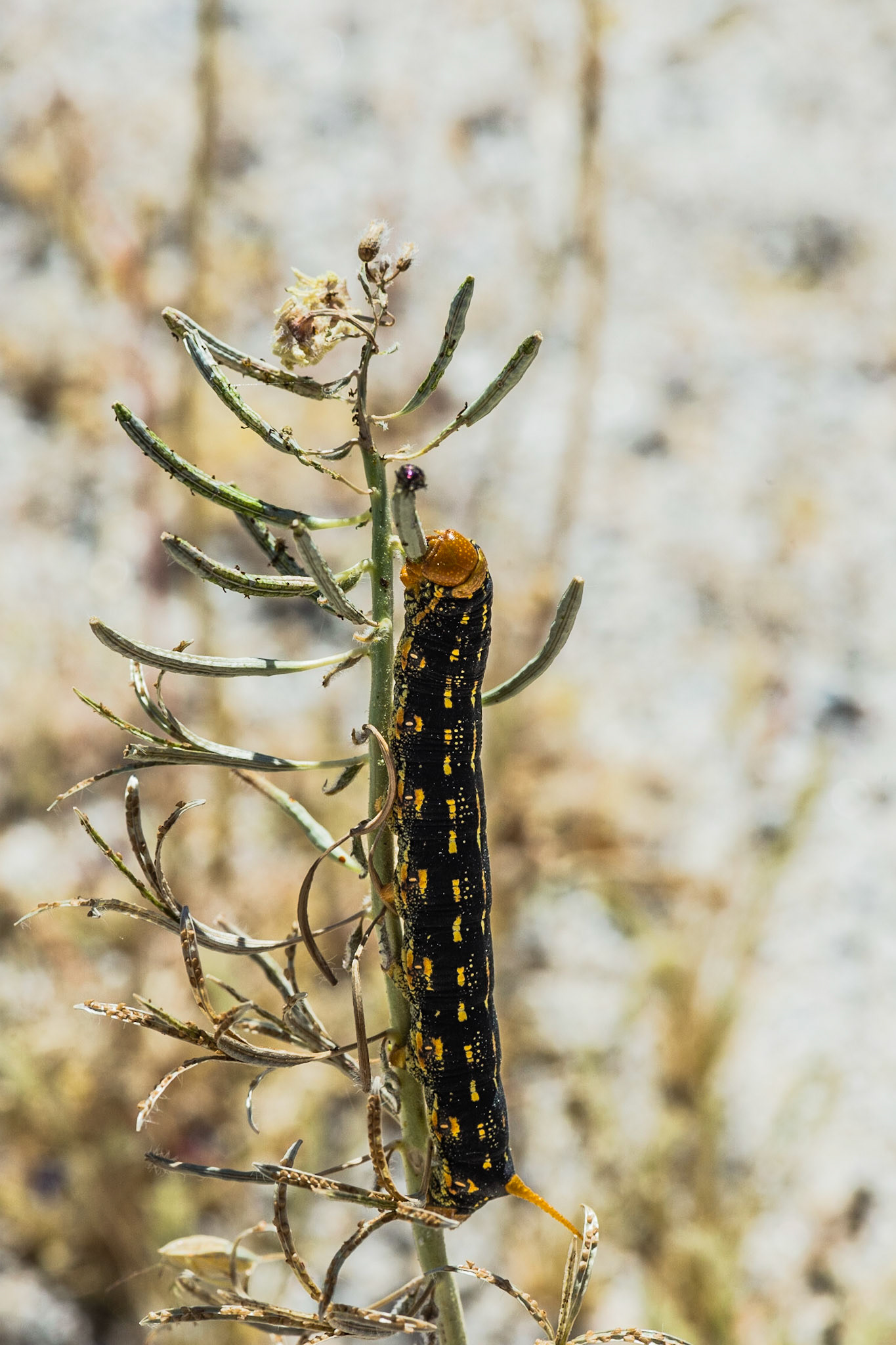 Anza Borrego - 2017