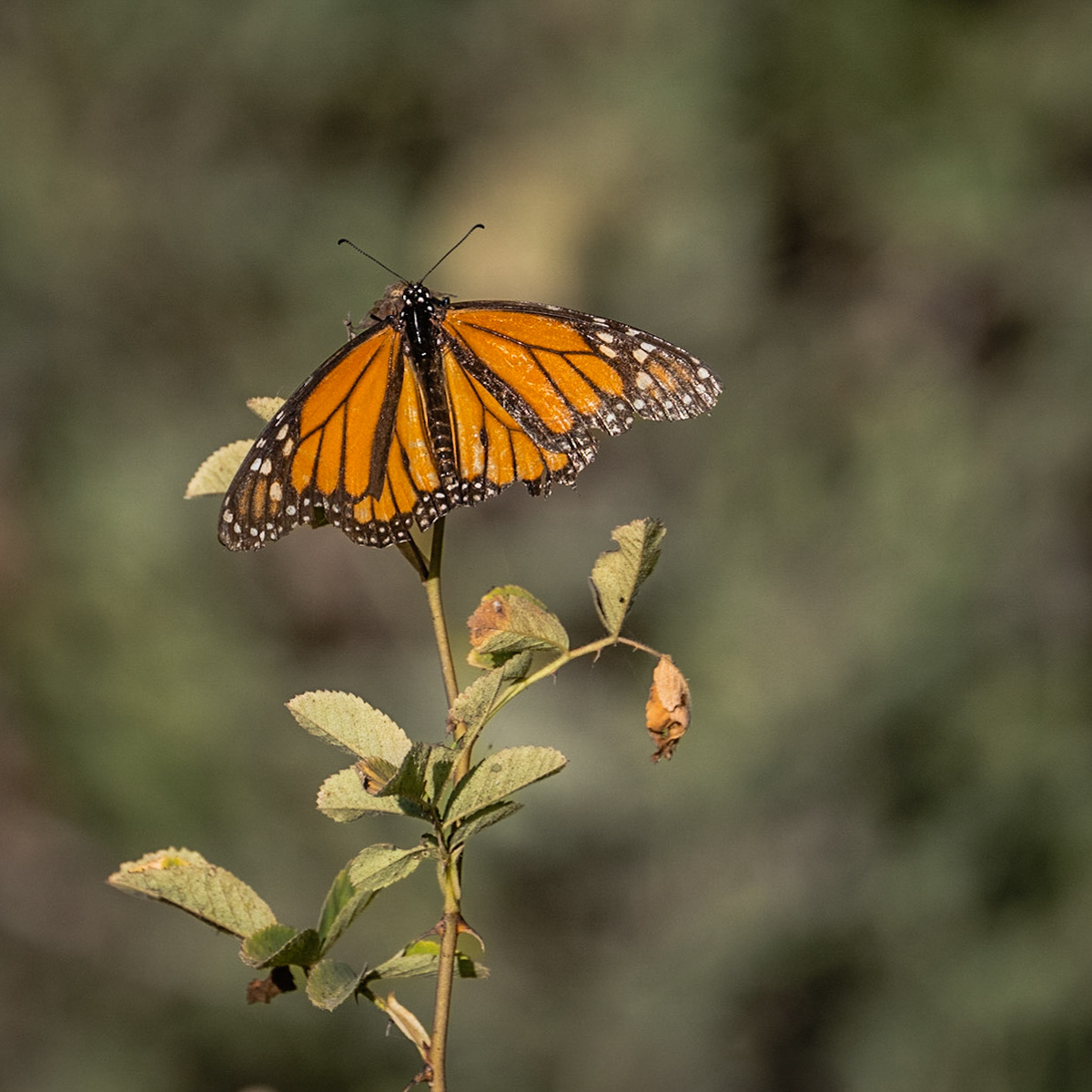 San Joaquin Marsh and Wildlife Sanctuary - 2022
