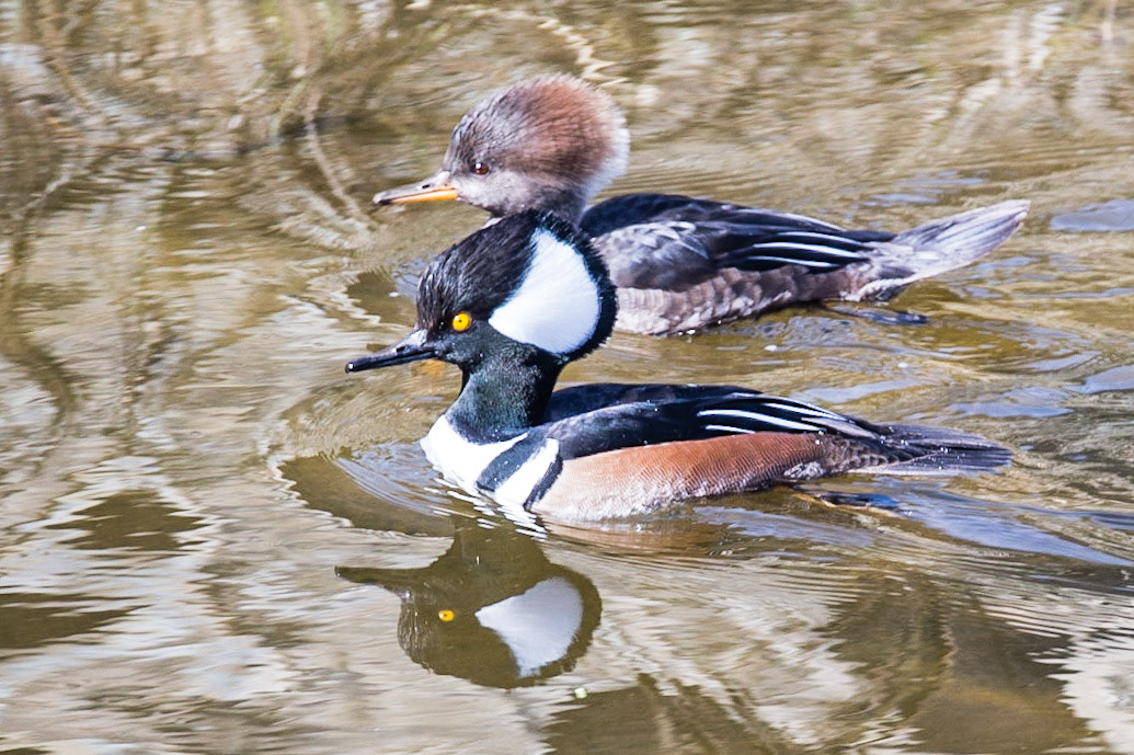 Irvine Regional Park - 2014