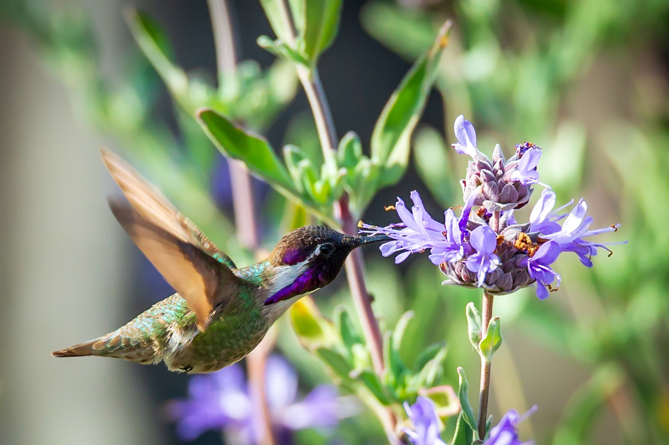 A rare hummingbird in the So. California area I am told.