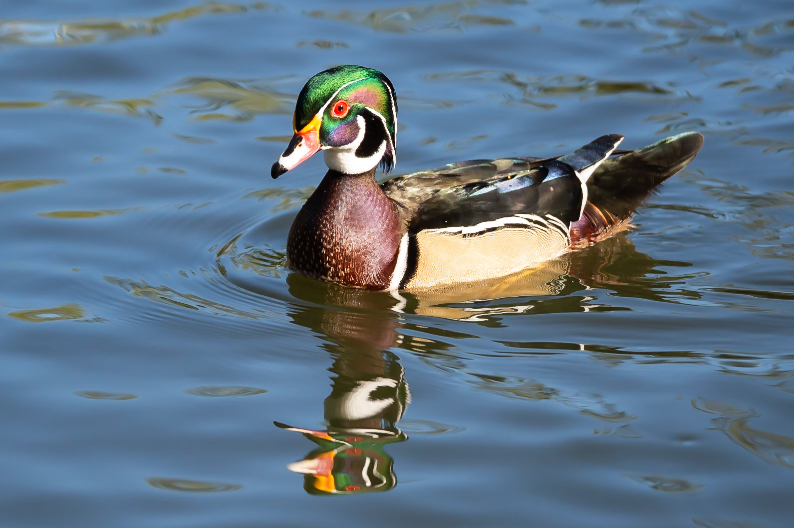 A reflection in the water of a wood duck