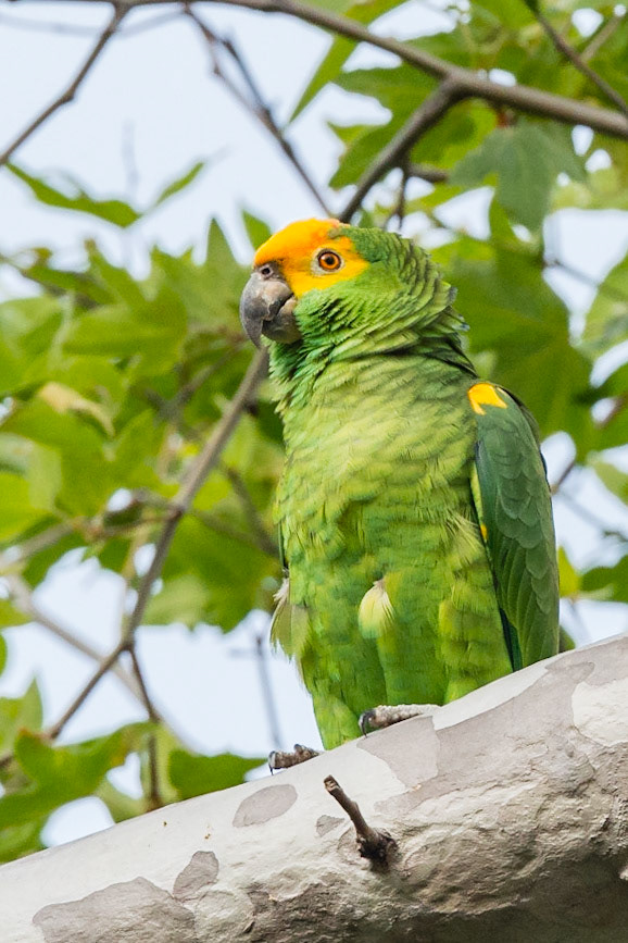 Most of the parrots at this park are red head, this one is rare and has a yellow head