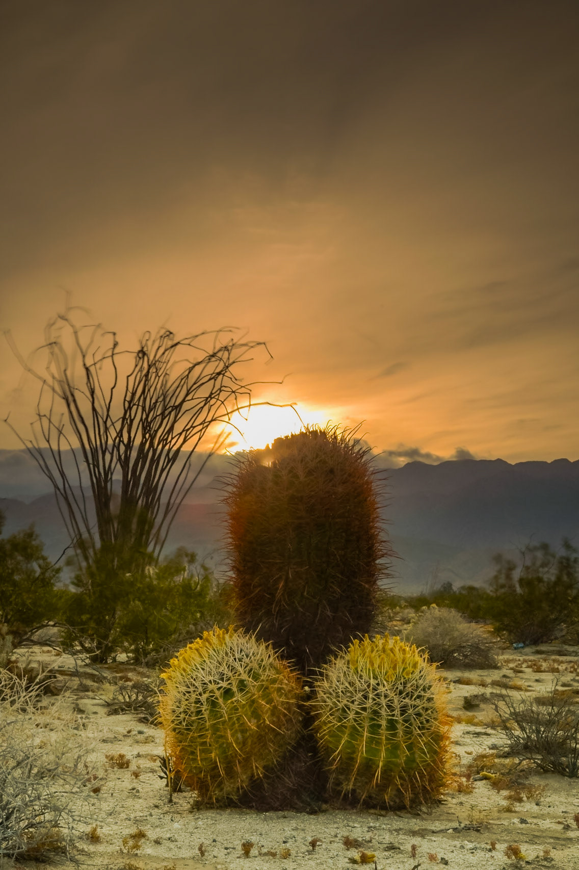 Anza Borrego - 2015