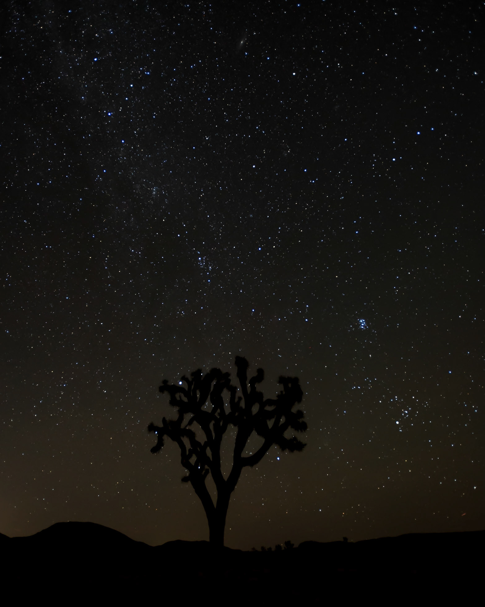 Joshua Tree - 2016