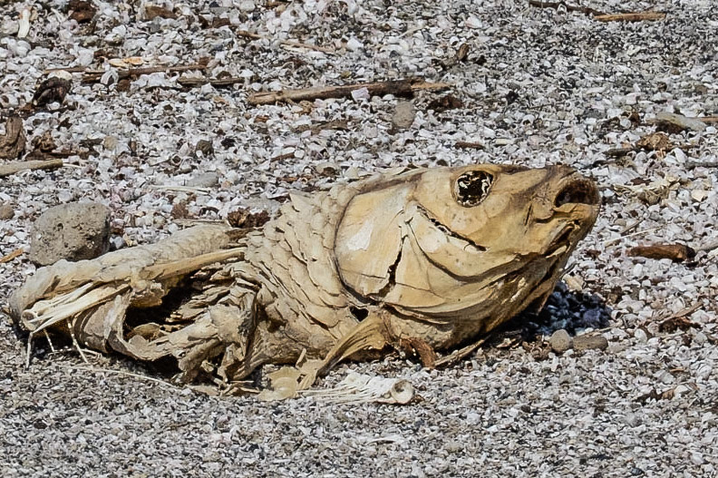 Salton Sea - 2015