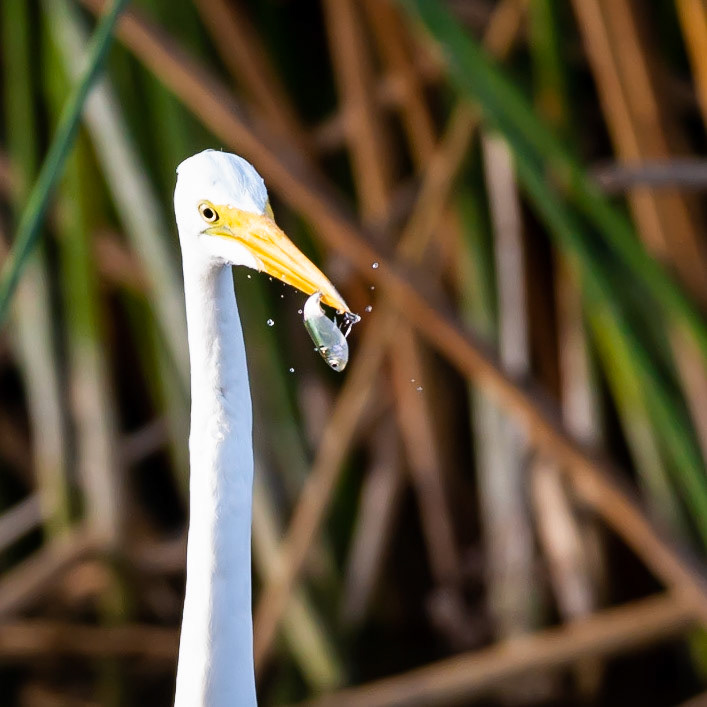 San Joaquin Marsh and Wildlife Sanctuary - April 2021