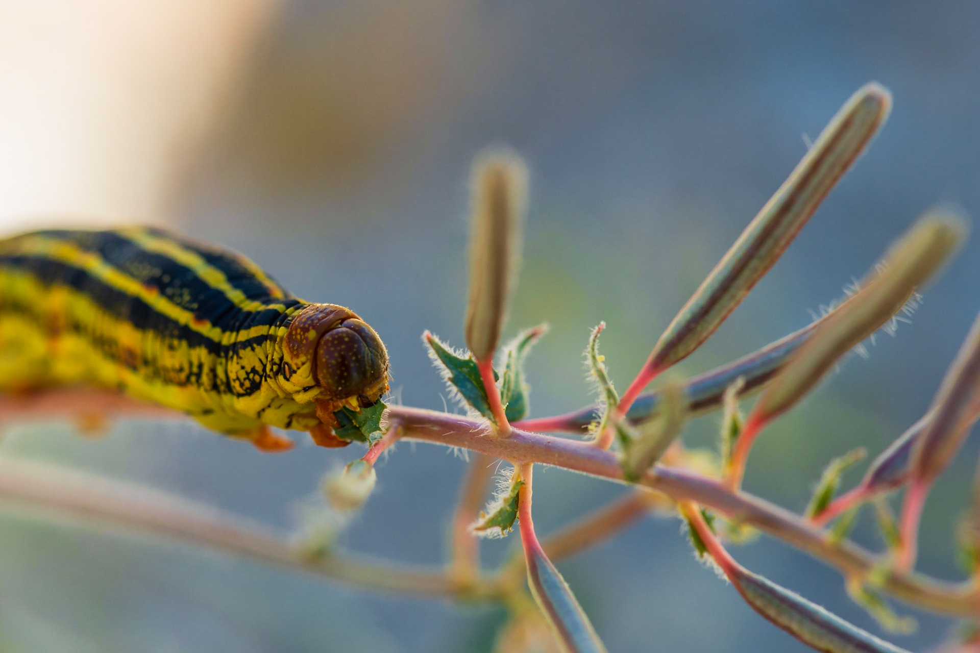 Anza Borrego - 2017